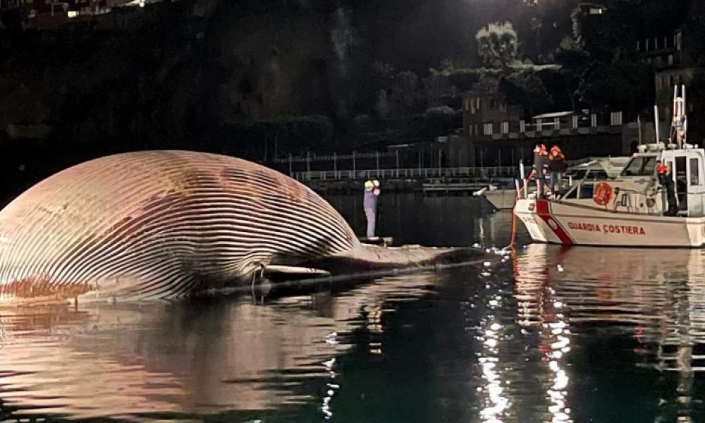 Ιταλία: Νεκρή ξεβράστηκε μια από τις μεγαλύτερες φάλαινες της Μεσογείου